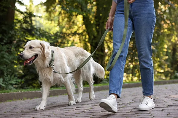 A Goldy Enrichment Specialist walking a golden retriever in a park